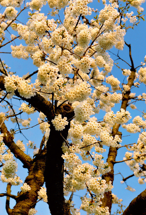 cherryblossoms – cherry blossoms – white cherry blossoms – cherrytree – cherry tree – cherry – cherries – basel country – basel-land – book – tree of love – tree of happiness – purity – beauty – happiness – tree – trees – deciduous trees – nature – kirschblueten – kirschblüten – kirschbaum – kirschbäume im baselbiet – kirschbaeume – blühende kirschbäume – bluescht – kirschenbaum – baselbieter kirschbäume – kirschen – baselbieter kirschen – baselbieter chriesi – weissblühender obstbaum – frühlingserwachen – baselland – baselbiet – basel-landschaft – bl – oberbaselbiet – unterbaselbiet – chiersi – chiirssi – chriesi – chiirsse – buch – baum der liebe – baum des glücks – reinheit – schönheit – glück – baum – bäume – laubbaum – natur – baum-bilder – baumbilder – art – kunst – artworks – art photography – fotografie – susanne minder art picture collection – susanne minder photo collection – collection susanne minder – bildarchiv susanne minder – susanne minder – minder – www.susanneminder.ch – by © sabina roth – sabina roth – roth – copyright © sabina roth – fotografin – fotograf – basel – www.sabinaroth.ch – www.instagram.com/sabinaroth_photography/ – @sabinaroth_photography – art + photography – kunst + fotografie – photographer – basel-stadt – basel-land – nordwestschweiz – zürich – schweiz – switzerland – peter gartmann – peter walther gartmann – walther gartmann – gartmann – www.petergartmann.ch – www.instagram.com/petergartmann_art/ – @petergartmann_art