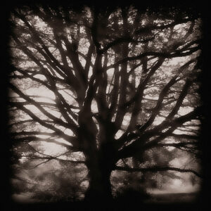 the call of light – wonderful tree in the light – der ruf des lichts – tree-sculptur – tree sculptures – the light of trees – wrapped trees – christo – christo and jeanne-claude – christo jeanne-claude – growth into the light – into the light – growth – light – sun – sunlight – genesis – life – universe – infinity – cosmos – earth – tree – roots – leaves – secret – in awe – martin vosseler – vosseler – art – kunst – artworks – art photography – fotografie – susanne minder art picture collection – susanne minder photo collection – collection susanne minder – bildarchiv susanne minder – susanne minder – minder – www.susanneminder.ch – by © peter gartmann + sabina roth – copyright © peter gartmann + sabina roth – peter gartmann – peter walther gartmann – walther gartmann – gartmann – www.petergartmann.ch – www.instagram.com/petergartmann_art/ – @petergartmann_art – sabina roth – roth – fotografin – fotograf – basel – baselland – www.sabinaroth.ch – www.instagram.com/sabinaroth_photography/ – @sabinaroth_photography – art + photography – kunst + fotografie – photographer – basel-stadt – baselbiet – basel-land – basel-landschaft – nordwestschweiz – zürich – schweiz – switzerland